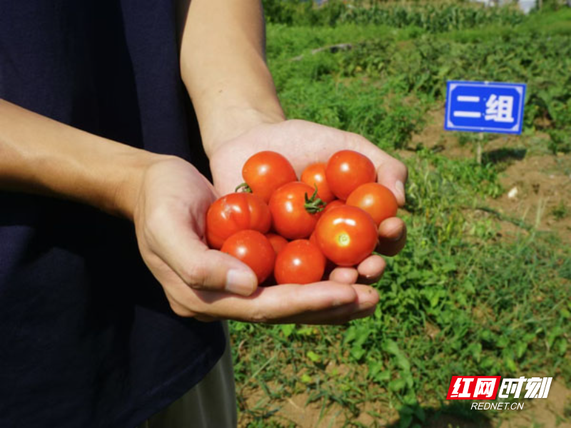 【红网时刻】临武：农场迎丰收 群众笑开颜