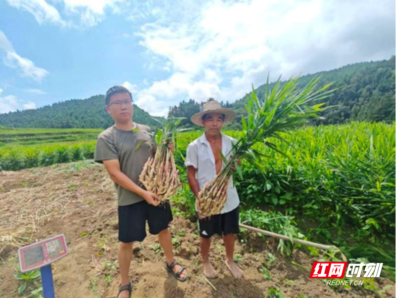 【红网时刻】临武县：高山仔姜丰产助增收