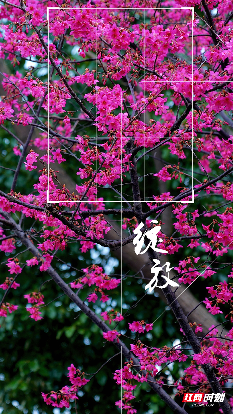 【红网时刻】组图 | 临武：樱色灼灼温眸否