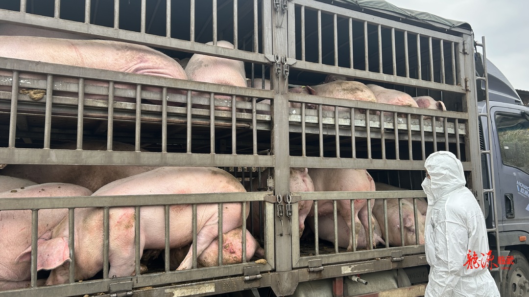 【新湖南】临武：严把检疫关，保障群众吃上放心肉