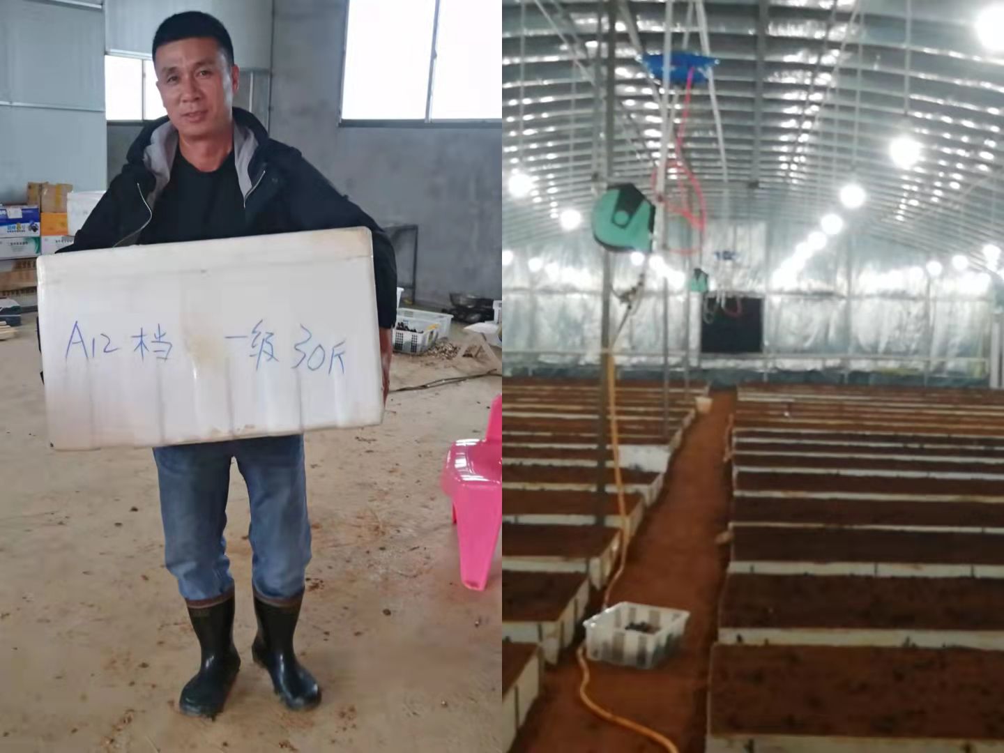 郴州临武：人大代表齐携手 小蘑菇成大产业