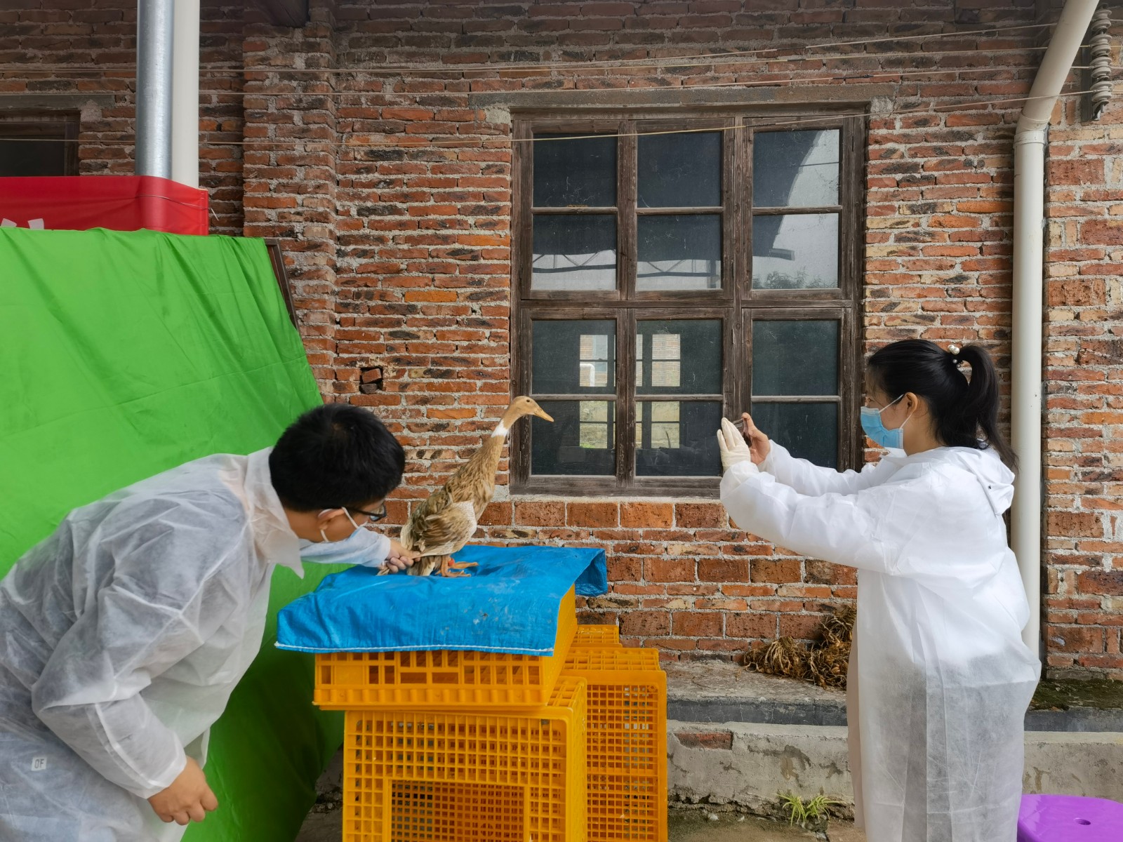 聚焦十大重点工作·产业大发展｜临武鸭遗传资源精准鉴定促种业振兴