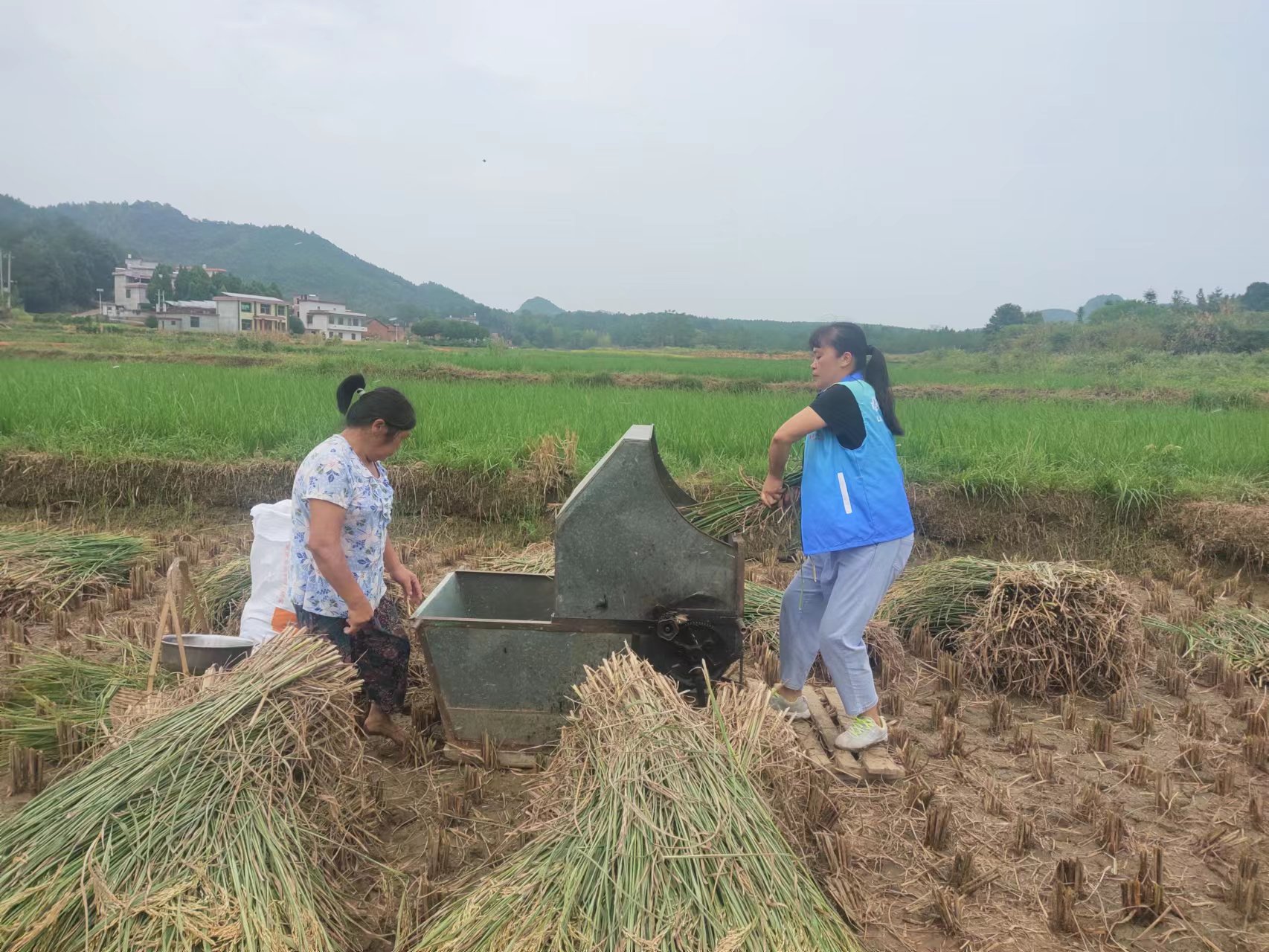 我为群众办实事 | 花塘乡：助农抢收解民忧