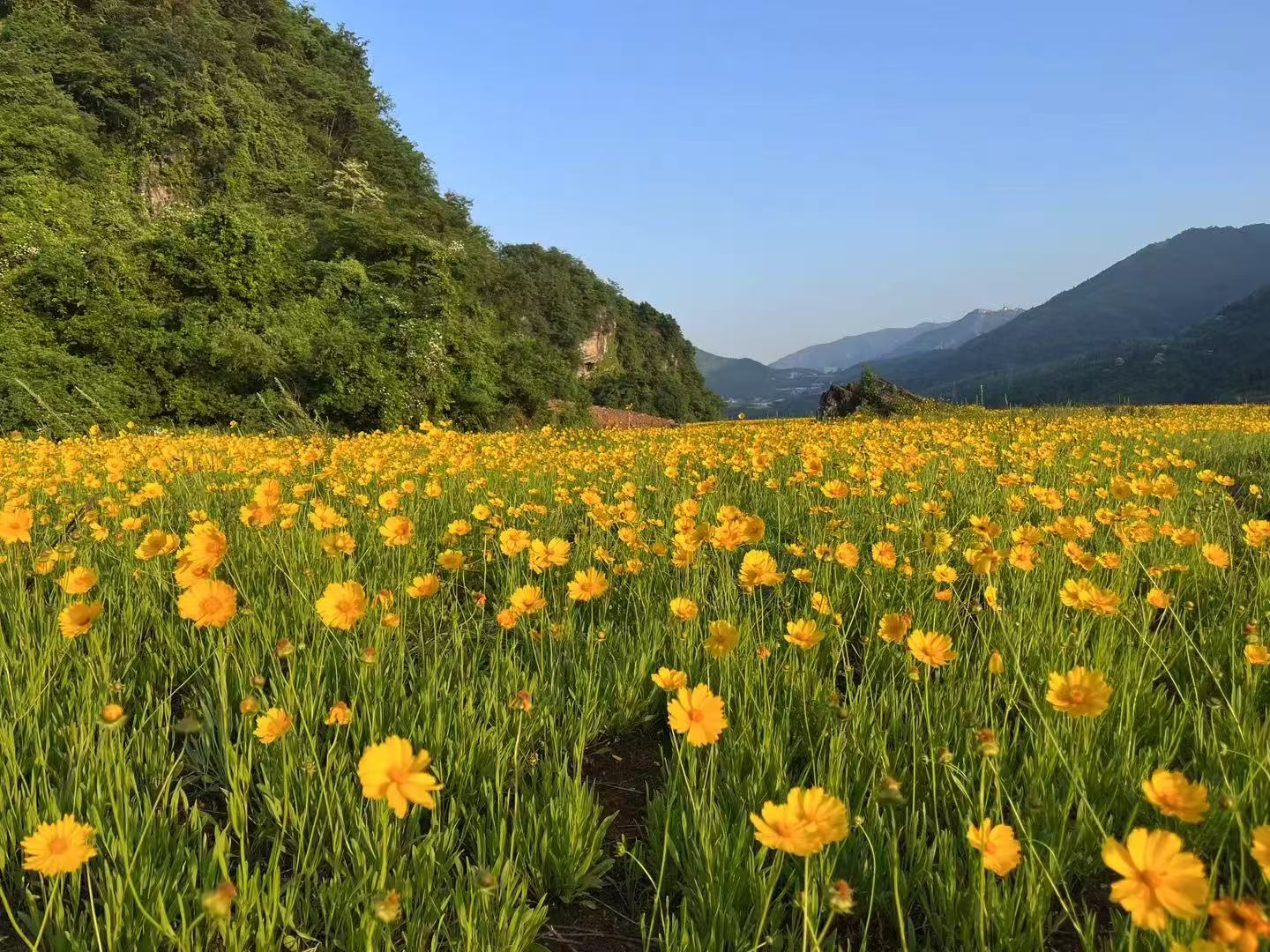 香花镇：菊枝摇曳生态美