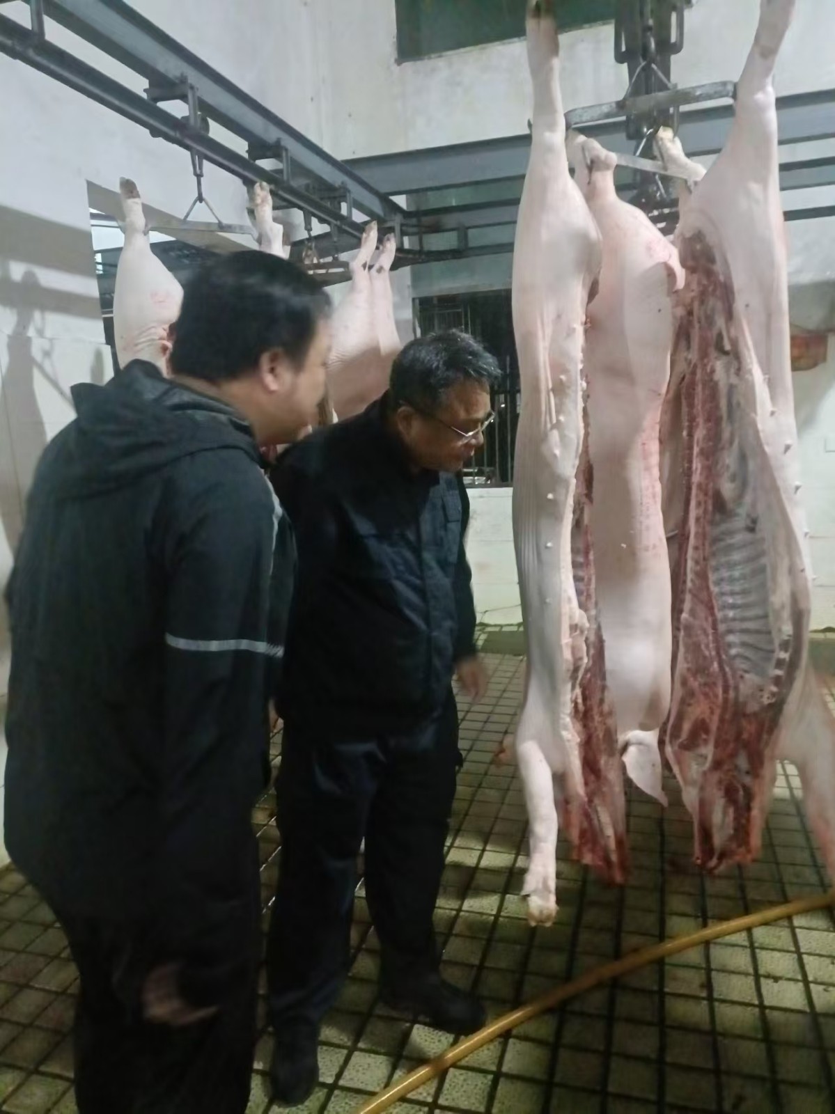 凌晨突击检查！严守生猪屠宰质量关
