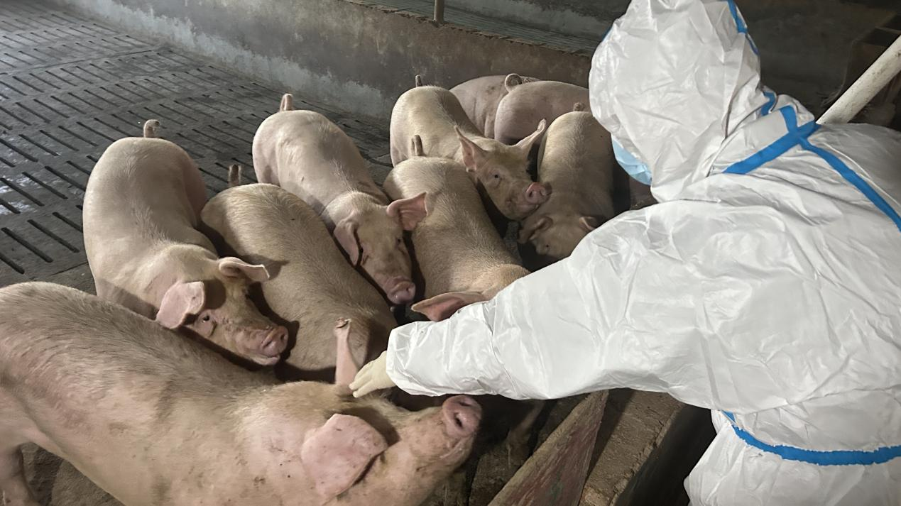 临武县农业农村局:节前产地检疫保“双节”食品安全