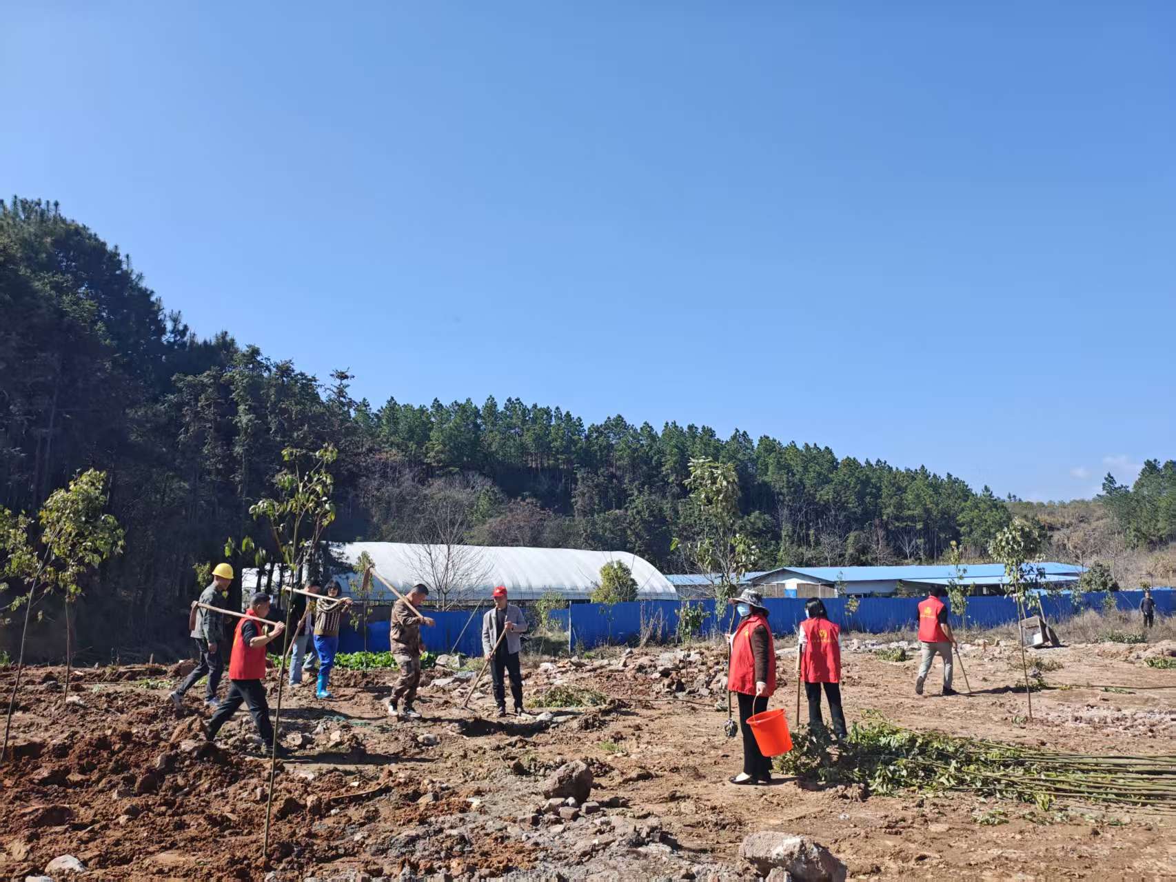 舜峰镇：春风催新绿  植树正当时