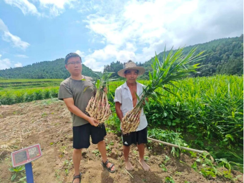楚江镇：高山仔姜丰产助增收