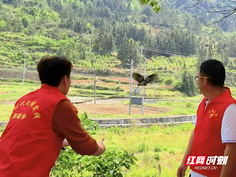 【红网时刻】一只斑鸠的归林路